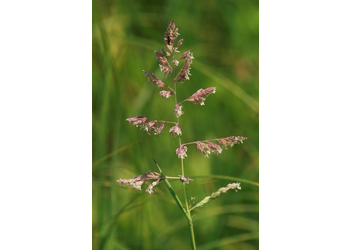 Rohrglanzgras (Phalaris arundinaceae) - © Emanuel Trummer